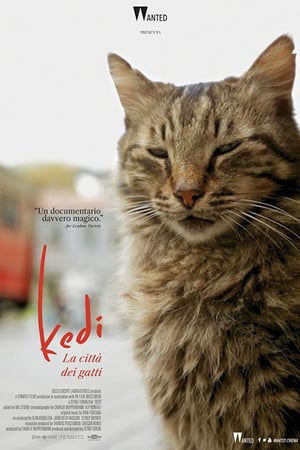 Kedi – La città dei gatti (2017)
